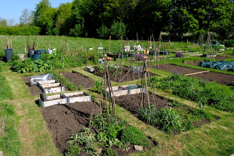Filkins Allotments